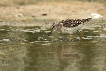 Wood Sandpiper searching food in water