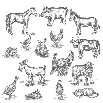 Farm animals illustration Hand drawn set vintage sketches of cow, goat, donkey and duck Isolated on white