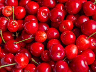 Harvest of red delicious sweet cherry closeup