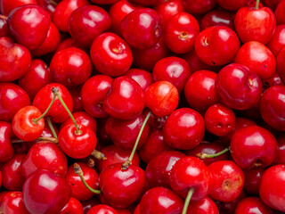 Harvest of red delicious sweet cherry closeup