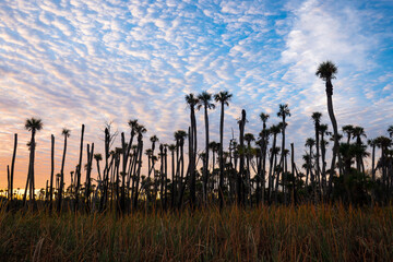 Palm trees (possibly cabbage palms) silhouetted by the rising sun at Orlando Wetlands Park, a nature sanctuary east of Orlando.