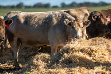 Beef cows and calves grazing on grass in south west victoria, Australia. eating hay and silage....