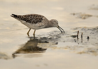 Wood Sandpiper feeding on Asker marsh