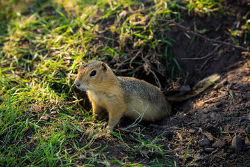 Naklejka na ściany i meble A prairie dog emerging from its hole on high alert as it begins to search for food on a hot day in the grassy part of a desert landscape