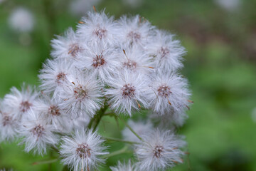 Tussilago farfara, commonly known as coltsfoot is a plant in the family Asteraceae. Tussilago farfara plant at the time of seed ripening.