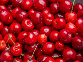 Harvest of red delicious sweet cherry closeup