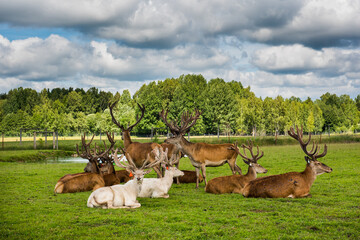 Speckled deers are lying on green grass