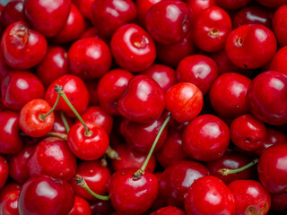 Harvest of red delicious sweet cherry closeup