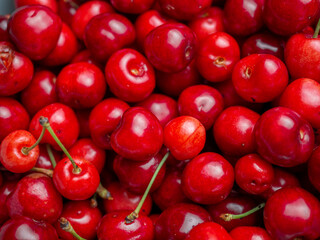Harvest of red delicious sweet cherry closeup