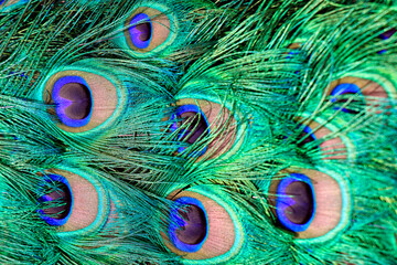 A detailed view on the colorful tail feathers of a peacock.

