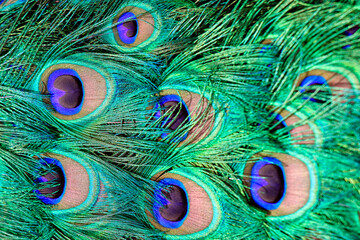 Fototapeta premium A detailed view on the colorful tail feathers of a peacock. 