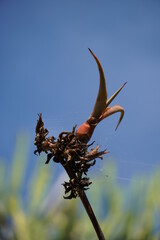 Aloe vera sprout, cobwebbed. Against the blue sky. Springtime in Spain.