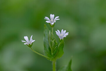 Stellaria nemorum, also known by the common name wood stitchwort, is a stoloniferous perennial,...
