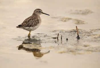 Wood Sandpiper looking behind