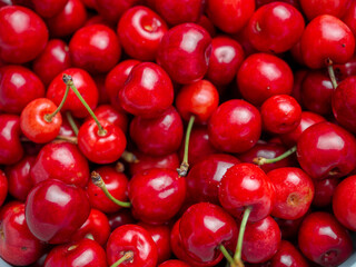 Harvest of red delicious sweet cherry closeup