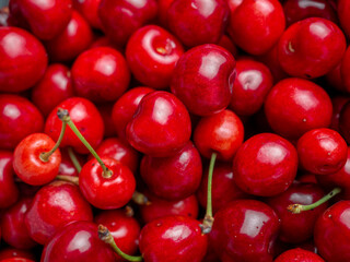 Harvest of red delicious sweet cherry closeup