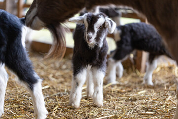 Zicklein im Ziegenstall mit Stroh