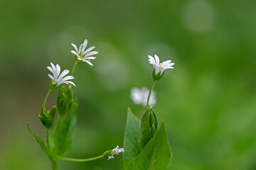 Stellaria nemorum, also known by the common name wood stitchwort, is a stoloniferous perennial, herbaceous flowering plant in the family Caryophyllaceae.