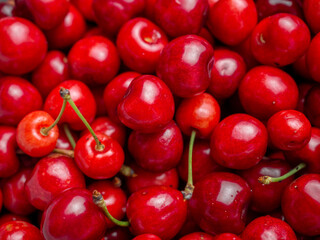 Harvest of red delicious sweet cherry closeup