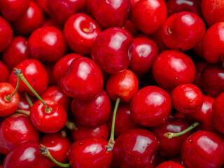 Harvest of red delicious sweet cherry closeup
