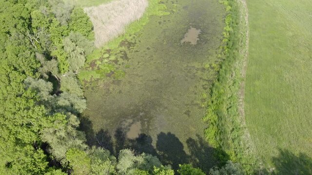 Top view of marsh with green vegetation and water surface in summer. Aerial perspective on swamp inside riparian forest with silver poplar, populus alba.