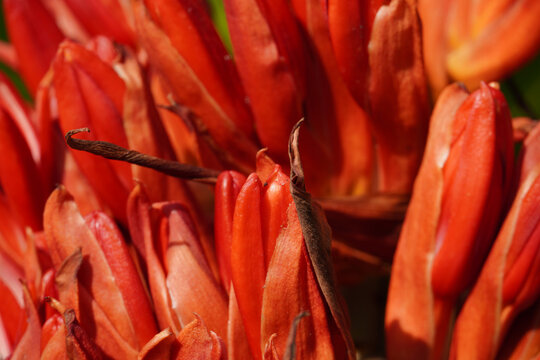 Doryanthes Palmeri, also known as the giant spear lily. Plant with bright red flowers. A succulent herb. Springtime in Spain.