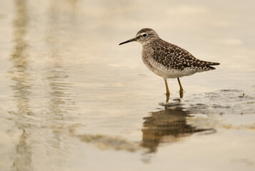 Wood Sandpiper and reflection on water