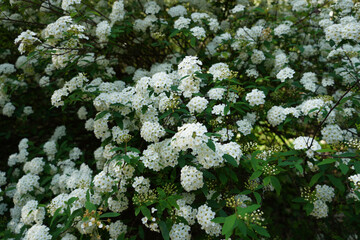 Fototapeta premium Flowering Spirea Wangutta. Sprawling tall shrub with white flowers and arched branches. 