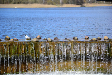 Black-headed gulls(Larus ridibundus) near man-made waterfall, Belarus.