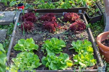 Rows of fresh lettuce farm. Plant growing in vegetable garden.