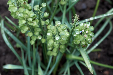 Muscari seeds on green branches with leaves in the garden in summer