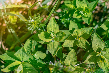 juicy plants, green grass, wild flowers