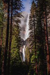 Yosemite Falls Among the Forest, Yosemite National Park, California