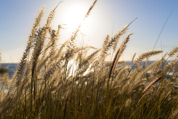 Fototapeta premium Gras am Meer - romantisch in der Sonne
