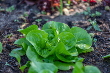 Closeup of romaine lettuce in garden