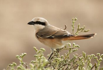 Red-tailed Shrike perched on green