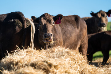 Beef cows and calves grazing on grass in south west victoria, Australia. eating hay and silage....