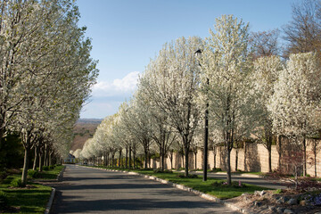 Flowering Pear Trees Blossoming in the Spring Along an Avenue in theAfternoon Sun
