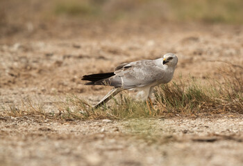  Closeup of Pallid harrier