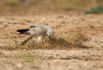 Pallid harrier with a kill