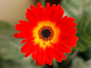 A red and yellow Gerbera daisy