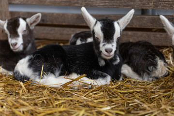 Zicklein baby im Ziegenstall