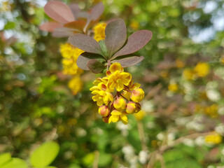 Japanese barberry,Thunberg's barberry, or Red barberry (in german Thunberg-Berberitze or Grüne Hecken-Berberitze) Berberis thunbergii