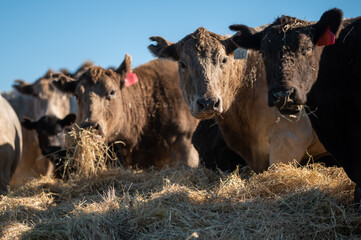 Beef cows and calves grazing on grass in south west victoria, Australia. eating hay and silage....