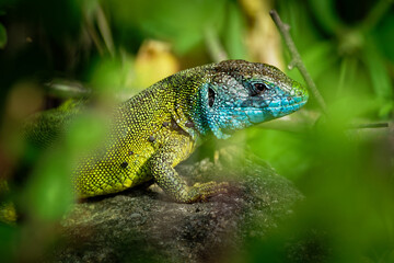 European Green Lizard - Lacerta viridis - large green and blue lizard distributed across European midlatitudes, male with the tick (harvest-mite) on the body. Often seen sunning on rocks or lawns