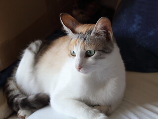 aufmerksame Katzenmutti