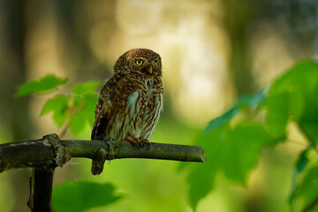 Eurasian Pygmy-Owl - Glaucidium passerinum sitting on the branch and looking for the prey in the forest in summer. Small european owl with the green wood background
