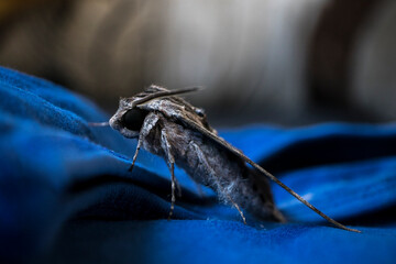 Beautiful giant moth on a blue background. Closeup.