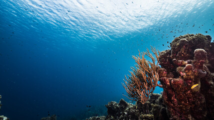 Fototapeta na wymiar Seascape in turquoise water of coral reef in Caribbean Sea / Curacao with fish, coral and sponge