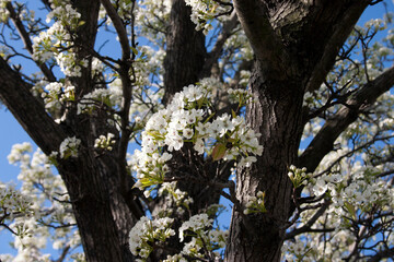 White Blossoms Flowering Pear Tree Blossoming in the Spring Close-Up